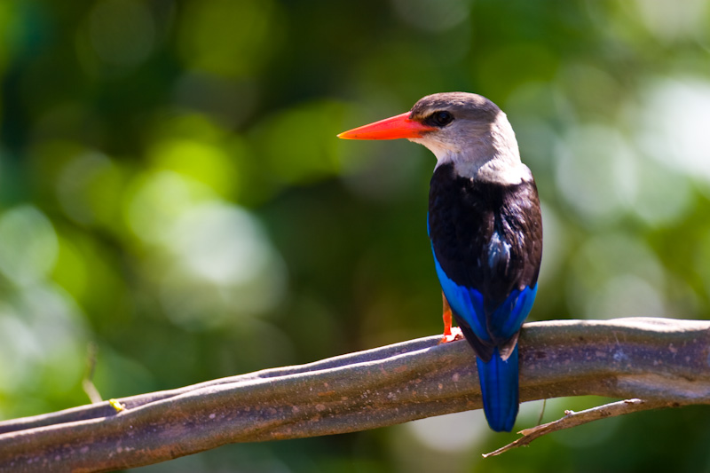 Gray-Headed Kingfisher